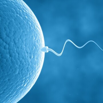 IVF-Sperm-and-egg-cel-nikolidakis